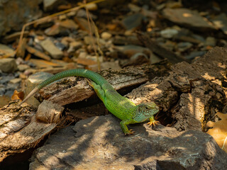 European green lizard on the rock