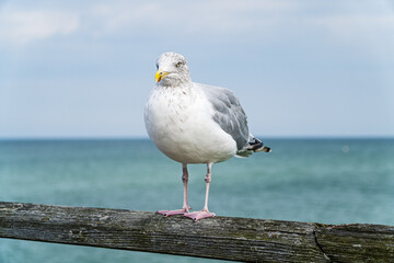 Seagull sitting on the railing of a footbridge at the baltic sea