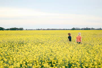 Kids playing in canola field in full bloom