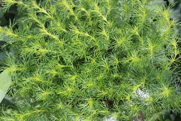 Lakritztagetes