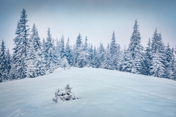 Picturesque winteview of Carpathian mountain forest with snow covered fir trees. Calm outdoor scene of mountain valley. Beautiful winter scenery..