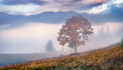 Landscape photography. Foggy sunrise in Carpathian mountains. Magnificent autumn scene of mountain valley. Unbelievable view of Ukrainian countryside. Beautiful autumn scenery.
