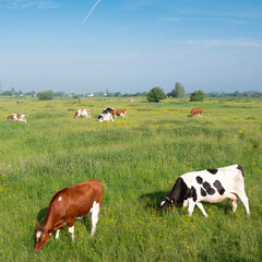 spotted cows in spring meadow with yellow flowers in the centre of the netherlands