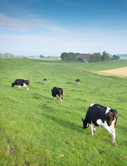 Fototapeta premium black and white spotted cows in green grassy meadow under blue sky seen from height of dyke in the netherlands