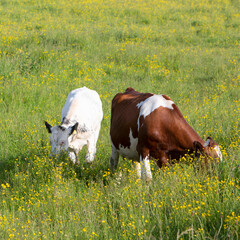 spotted cows in spring meadow with yellow flowers in the centre of the netherlands