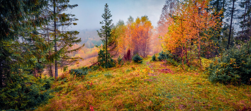 Panoramic autumn view of the mountain forest. Stunning morning scene of Carpathian wood. Foggy outdoor scene of mountain valley. Beauty of nature concept background.
