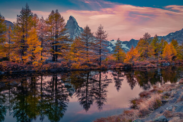 Orange larch trees on the coast of Grindjisee lake, Swiss Alps, Zermatt resort location. Amazing autumn scene of Switzerland, Europe. Gorgeous sunrise with Matterhorn (Cervino) peak on background.