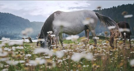 Horses feeding off grass at highland pasture. Domestic farm equine mammals grazing in green fields with daisy flowers. Mares drive away flies and mosquitoes with tails. Sight standing, chewing horses.