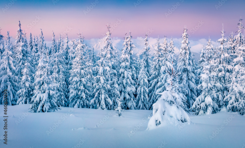 Poster beautiful winter scenery. frosty outdoor scene of mountain valley. fir trees covered by fresh snow i