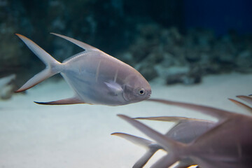 fish Palometa Trachinotus goodei swim in blue water in the aquarium
