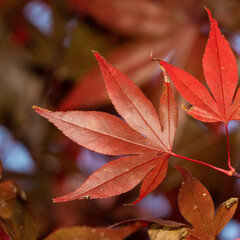 Beautiful maple leaves in autumn season.