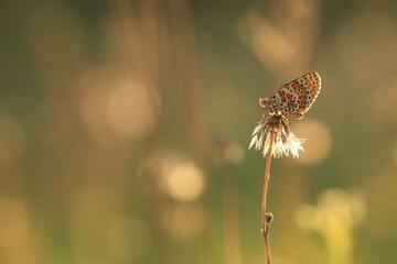 una farfalla su un fiore di dente di leone al tramonto