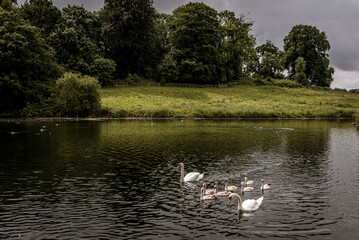 swans on the lake with cygnets
