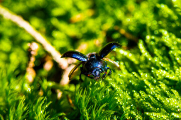 Waldmistkäfer - Anoplotrupes Stercorosus