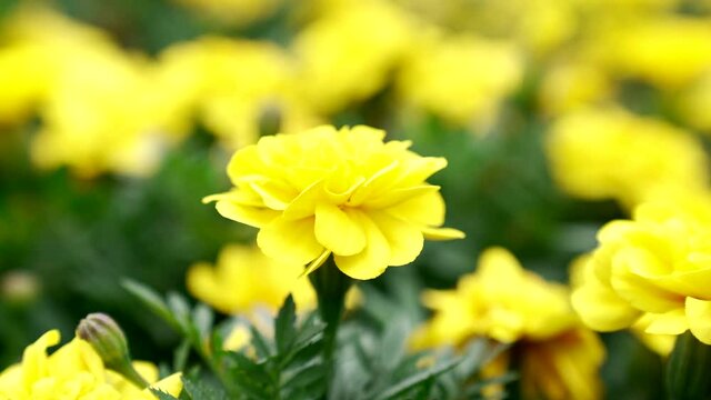 Blooming marigold flowers with yellow petals in blurred nature, tagetes