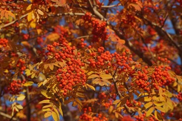 Full-color horizontal photo. Scarlet clusters of mountain ash in close-up. Late autumn. Yellow foliage. Blue sky. The background is blurred.