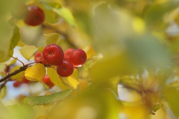 Full-color horizontal photo. Red fruits of the wild apple tree. Late autumn.