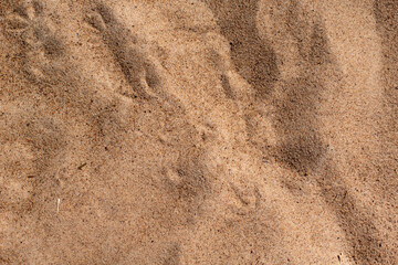 Obraz na płótnie Canvas closeup of sand pattern of a beach in the summer sand texture background