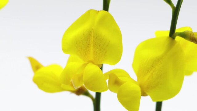 Spartium junceum is the sole species in the genus Spartium. Known as the Spanish broom, rush broom or weavers broom, white background
