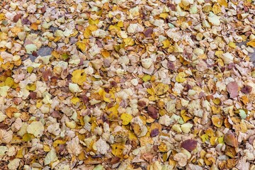 background of leaves