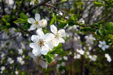 A flowering white branch in the garden in spring.