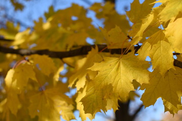 Fototapeta na wymiar Maple leaf in autumn burns with a yellow flame