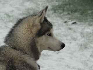 Chien Husky de profil 