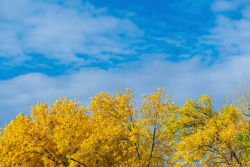 Autumn landscape - bright yellow crown of trees and blue cloudy sky.