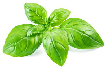Macro shot of fresh green basil leaves isolated on white background.
