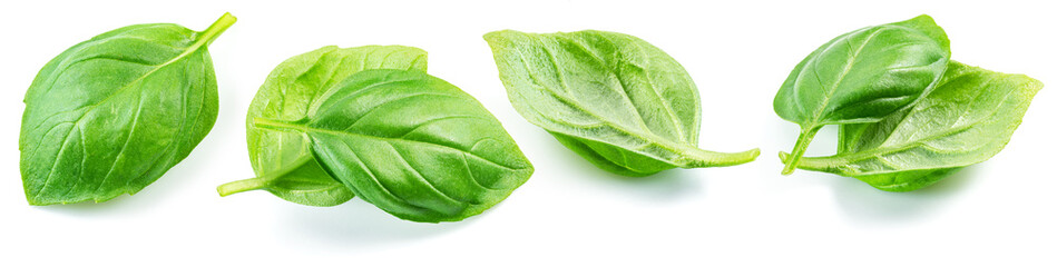 Set of fresh green basil leaves isolated on white background.