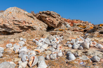Shells washed up on a rocky shore by the sea, Shabla, Bulgaria