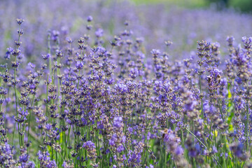 Colorful flowering lavender shrub close up. Beautiful nature background.