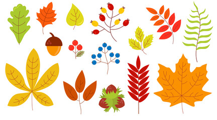 Fototapeta na wymiar Set of autumn leaves berries nuts yellow orange green red blue color