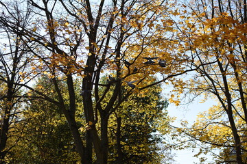 Fototapeta premium Beautiful yellow autumn colors of trees