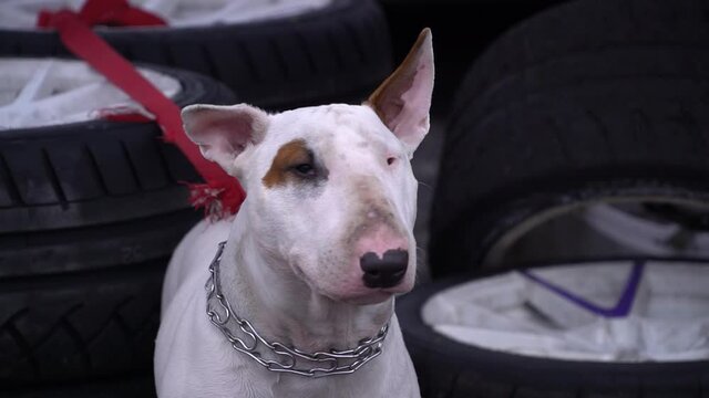 White bull terrier close up