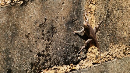 Lizard on the wall