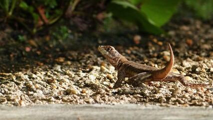 Lizard on the wall