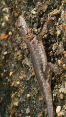 Lizard on the wall