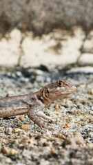 Lizard on the wall