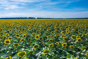 Panoramic view of sunflower field and blue sky at the background.  Sunflower heads on the...