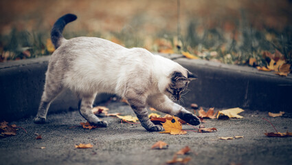 Portrait of a Thai cat in nature. The cat is playing with autumn leaves. Cat and autumn.