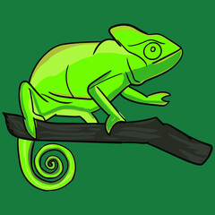 Yellow green Lizard Panther chameleon isolated on white background