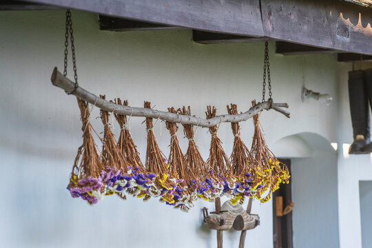 Dry limonium sinuatum or kermek flowers on yard in ethnographic village Holloko in Hungary