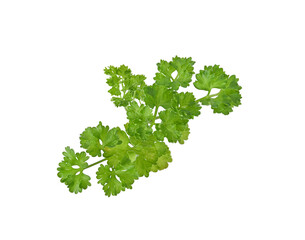 Parsley on white background. Top view