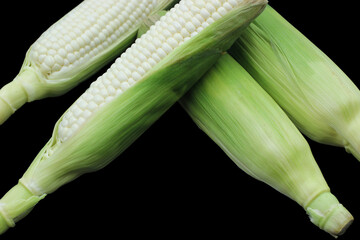 white corn with copy space  on black background