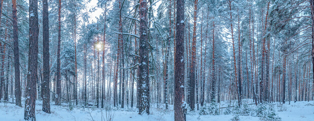 Leafless trees covered with snow. Beautiful winter background.