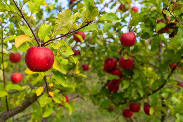 Red ripe apple in the field close-up