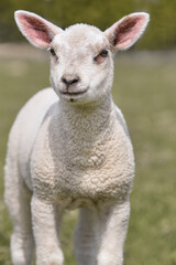 Naklejka na ściany i meble Portrait of lamb of Flemish white sheep