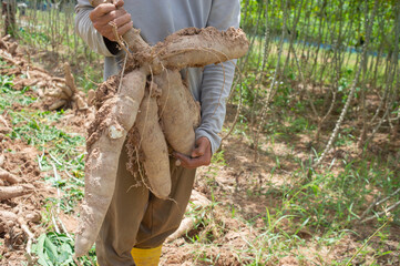 Hand hold cassava or manioc plant field in Thailand for make a flour product.