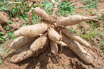 A large cassava root for making flour and other things.